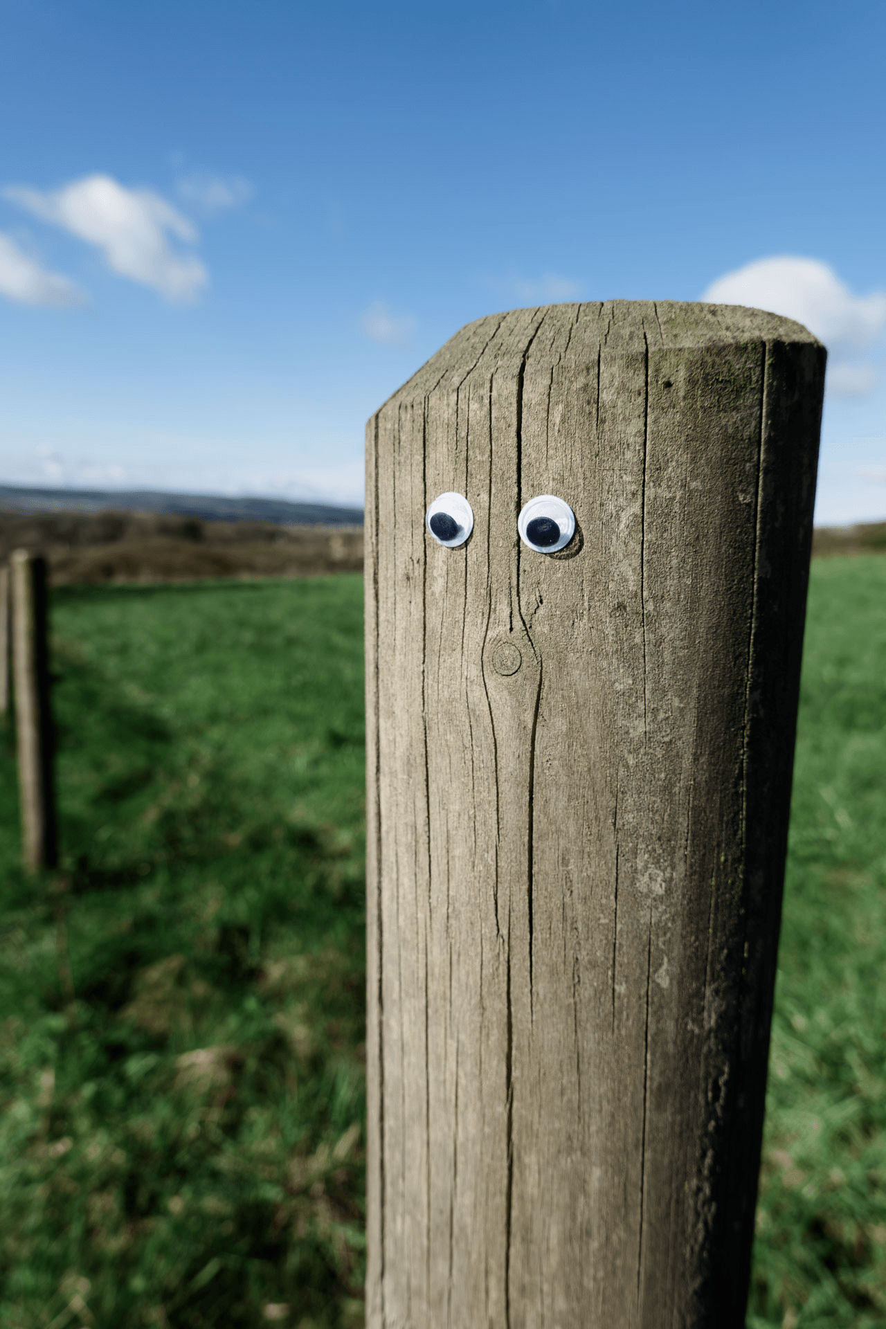 Fence post with stick on eyes