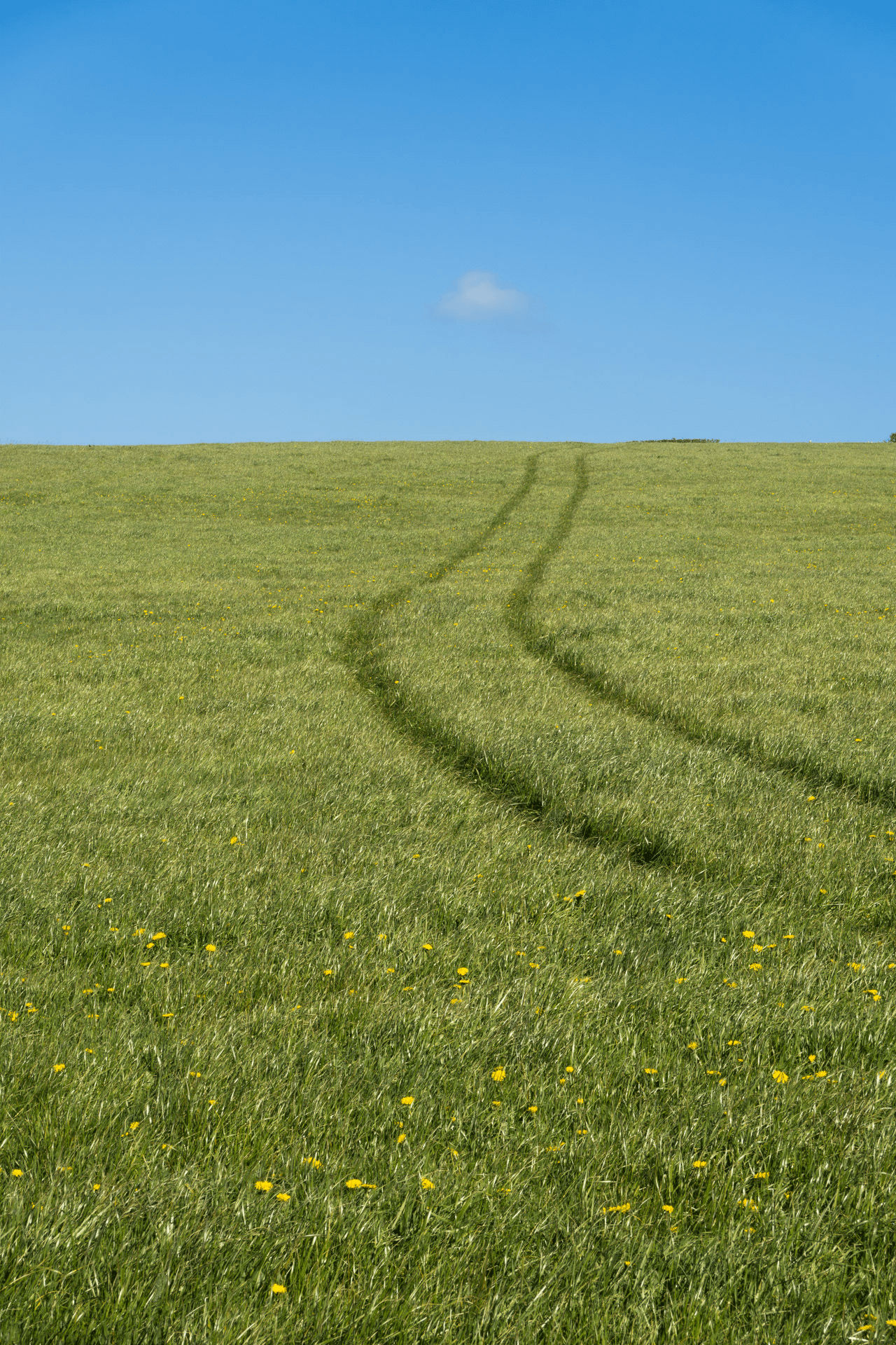 Tracks in field