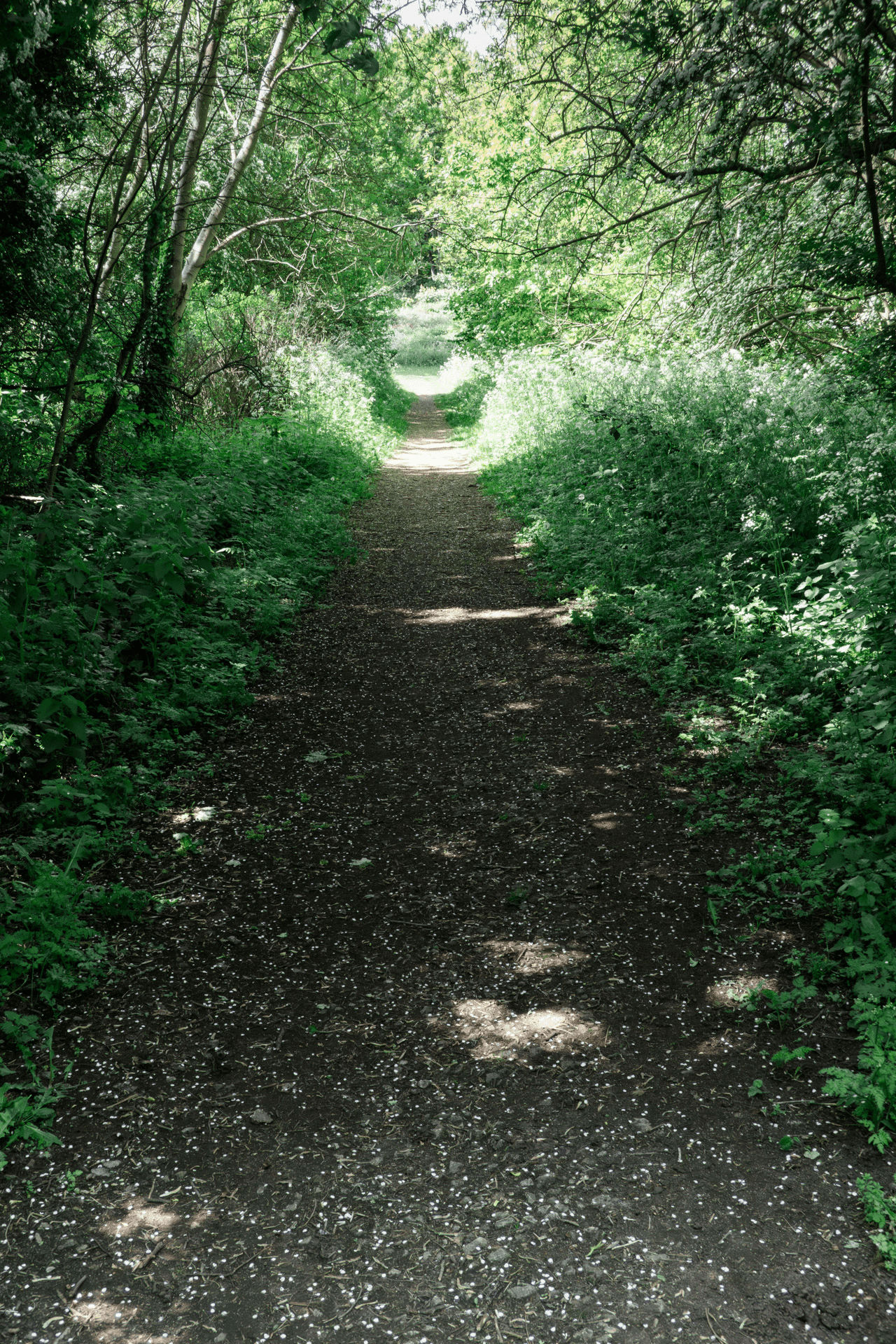 Path In The Trees
