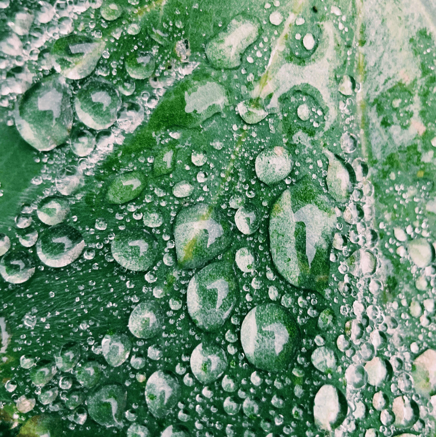Water Droplets on Leaf