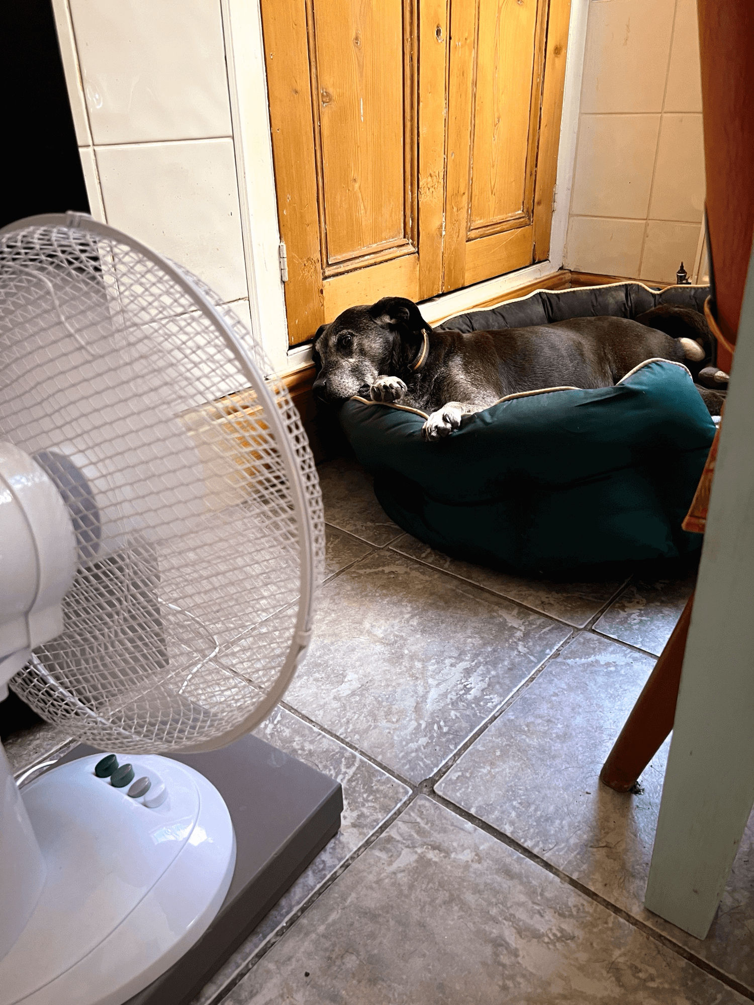 Dog With Fan to Keep Cool in Hot Weather