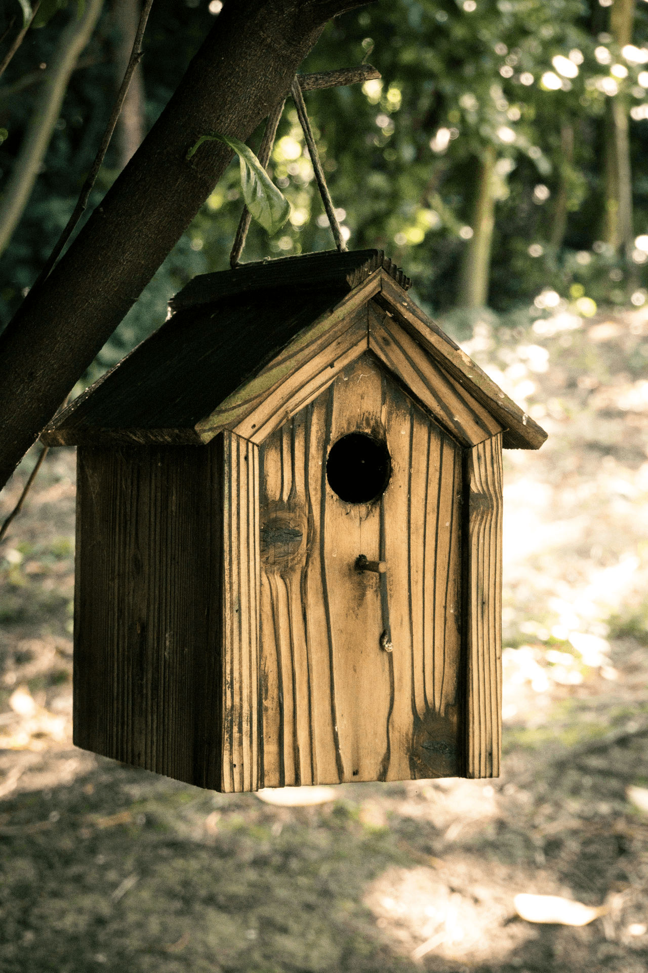 Bird Box