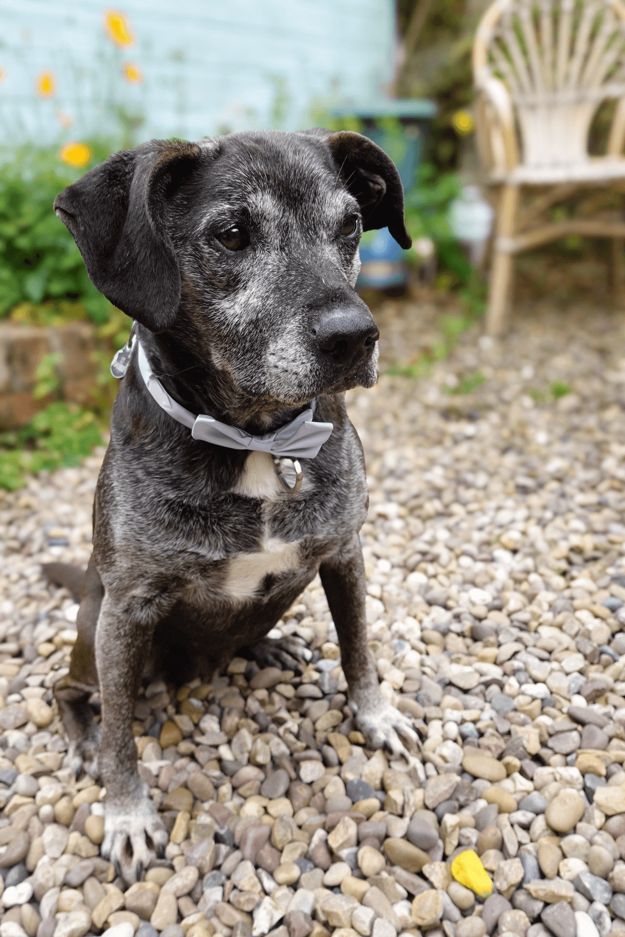 A dog in the garden wearing a bow tie