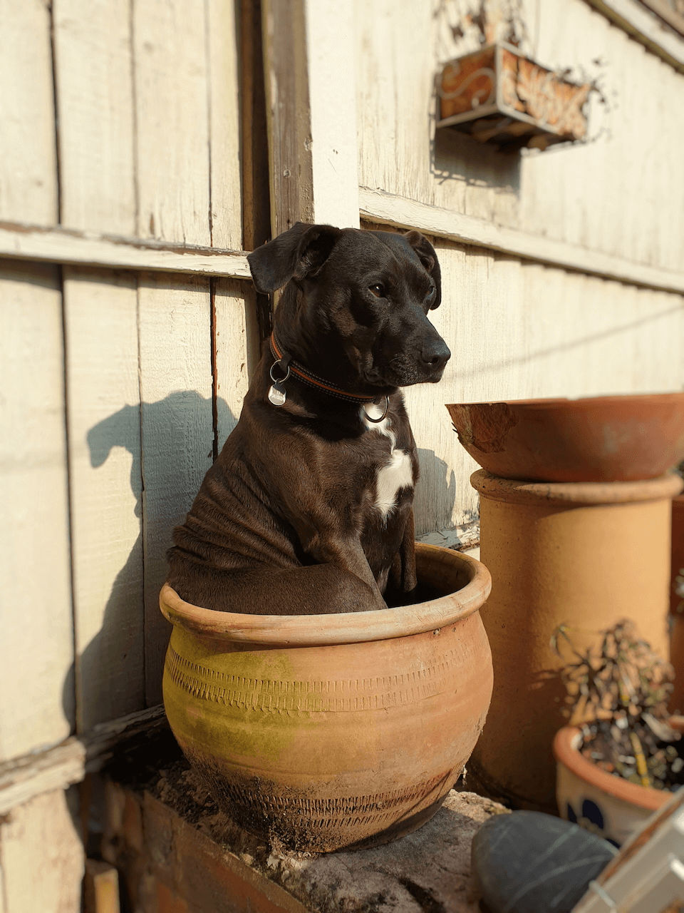 Lucky in Plant Pot