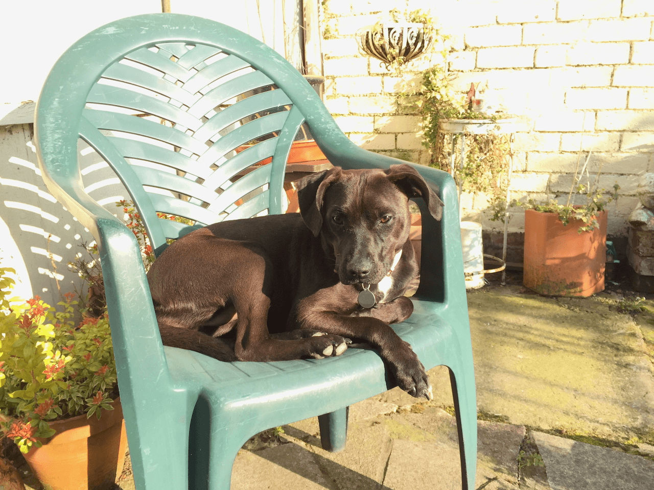 Lucky Sitting in the Sun