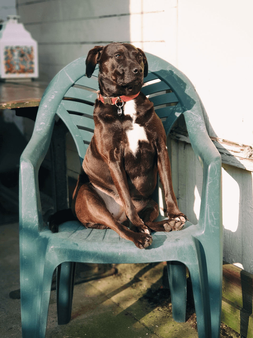 Lucky on Chair