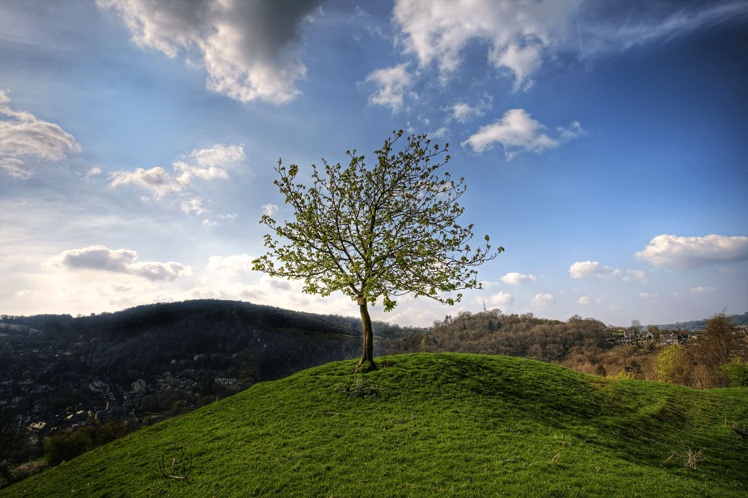 A lone tree on a hill in the peak district