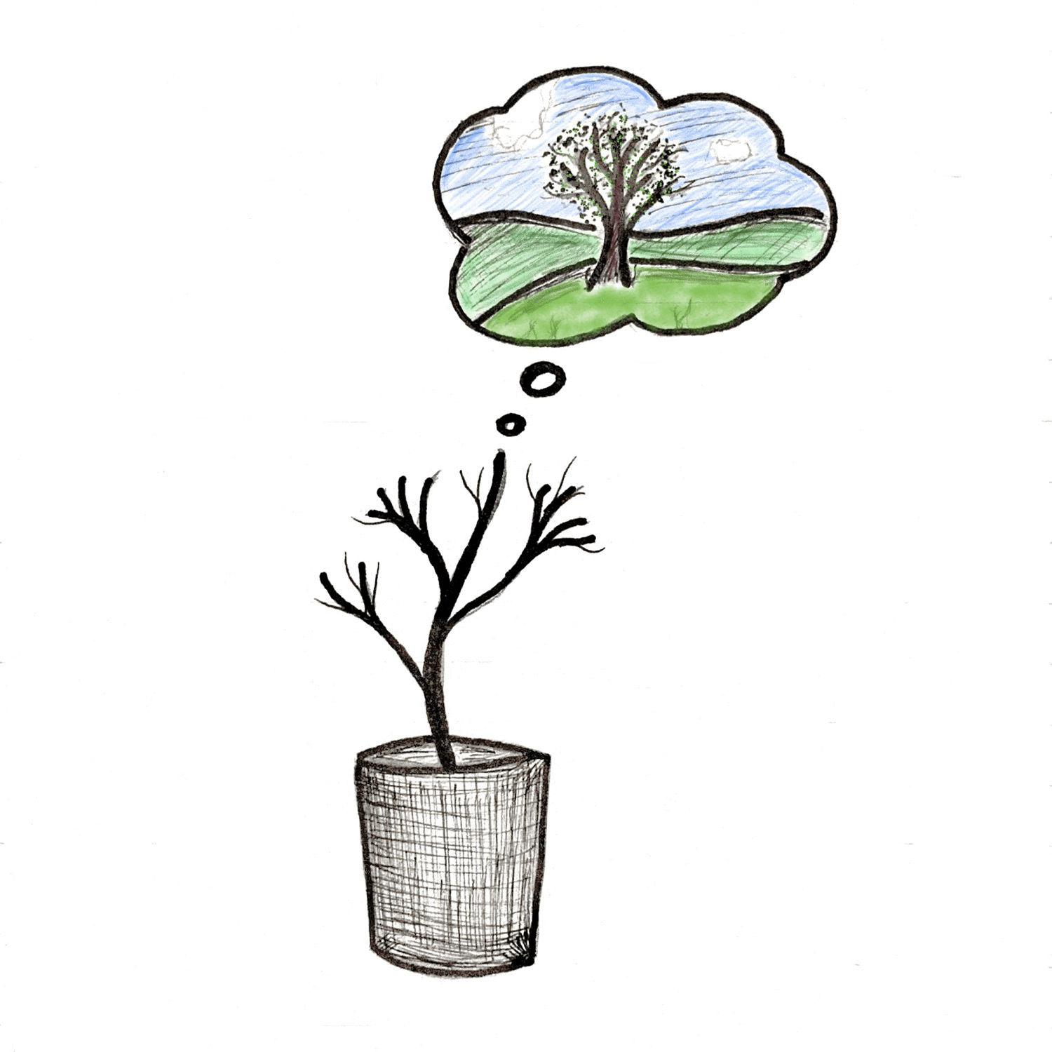 A drawing of a small pot plant with a dream bubble above it, the plant is dreaming about being a large tree