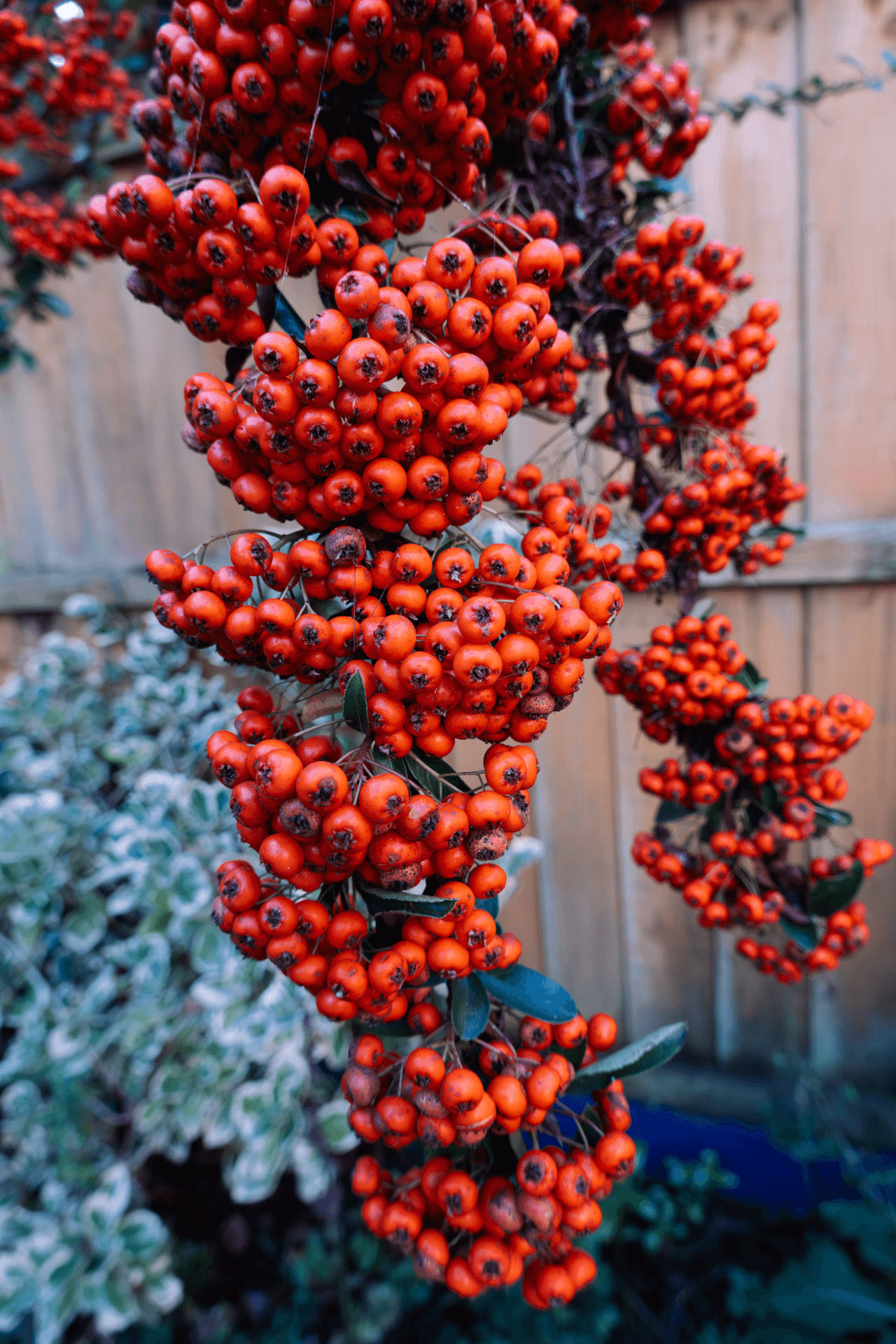 Red Berries