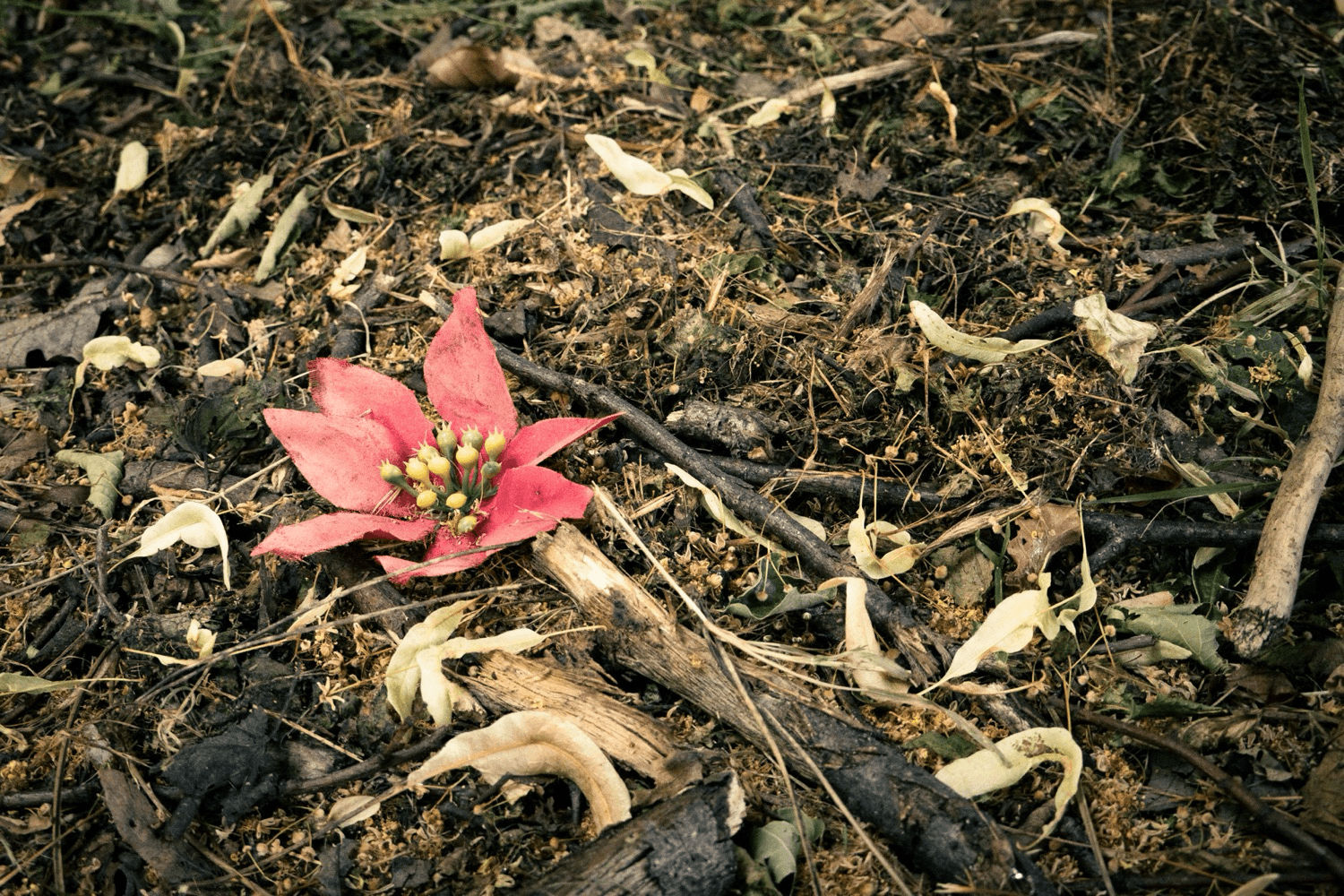 Red Flower on Ground