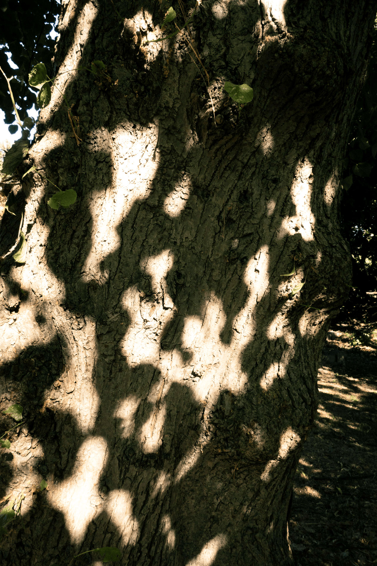 Light and Shadows on a Tree Trunk