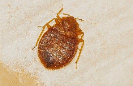 Bed Bugs Treatment