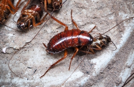 Cockroach Treatment