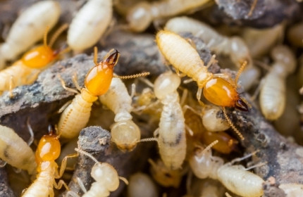 Termite Control