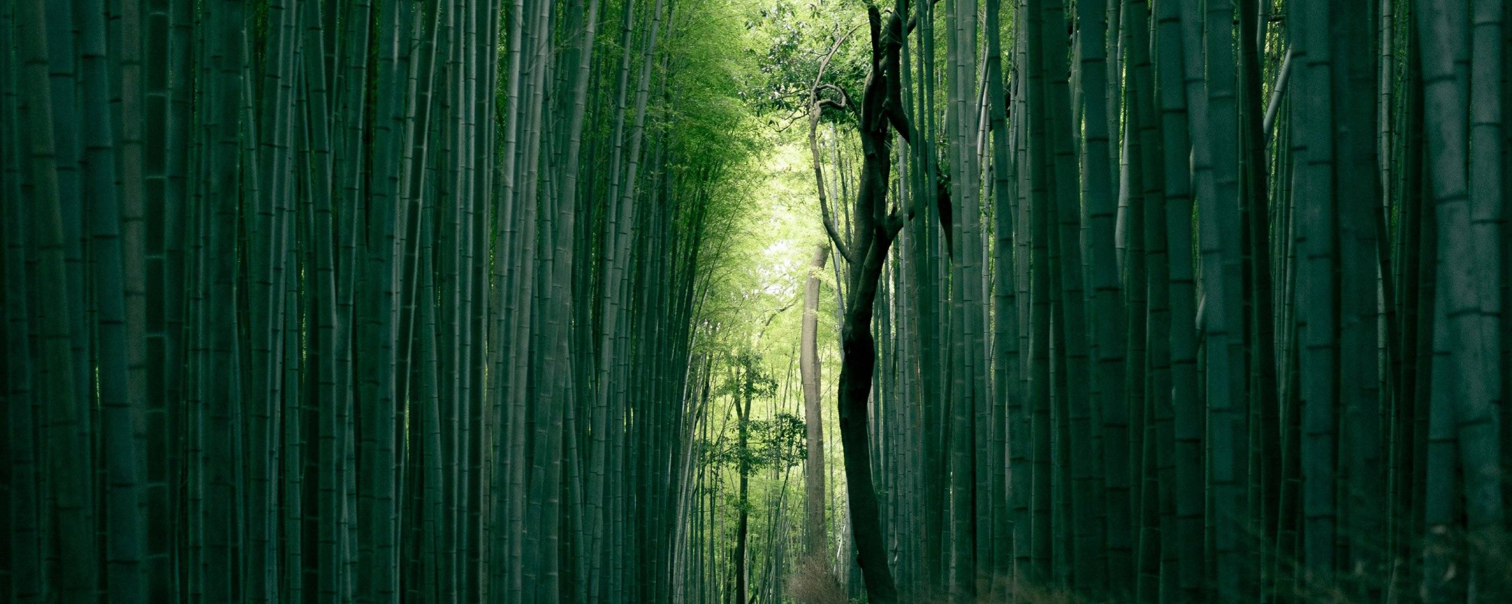 Bamboo Forest, Kyoto, Japan