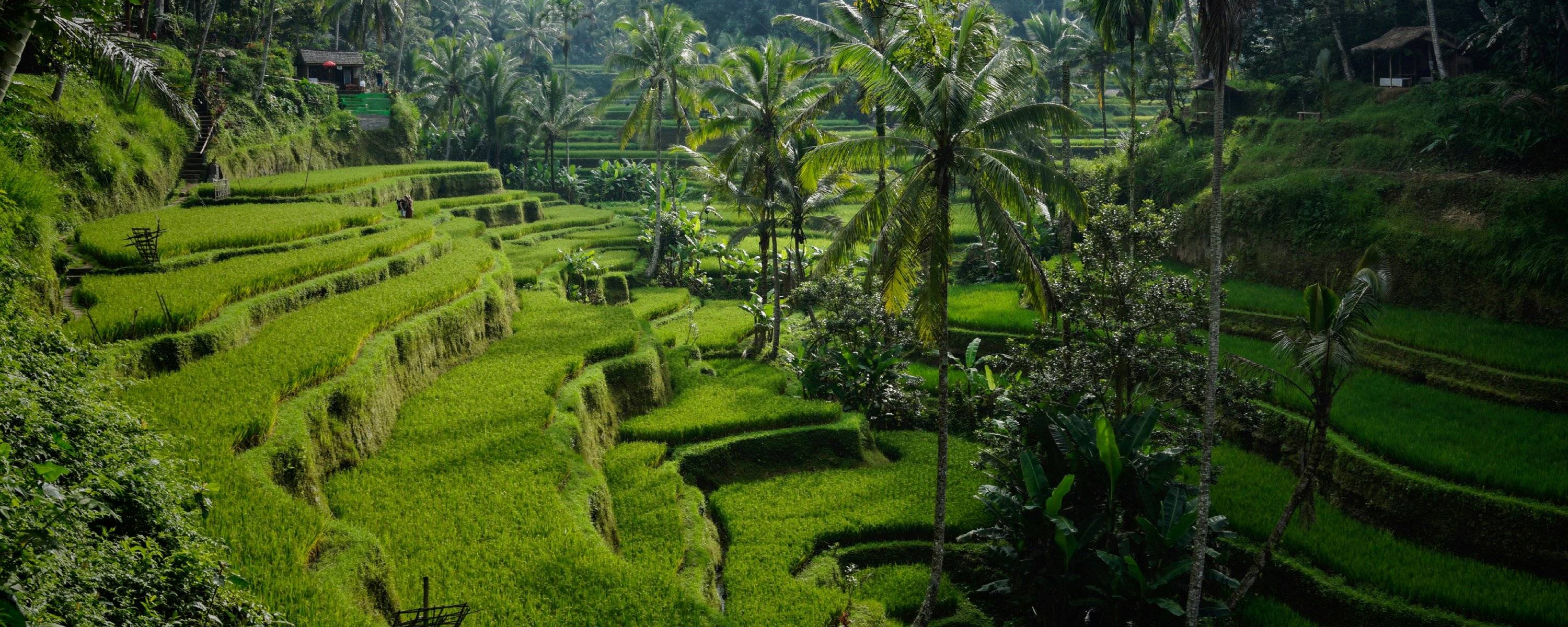 Ubud, Tegelalang, Bali