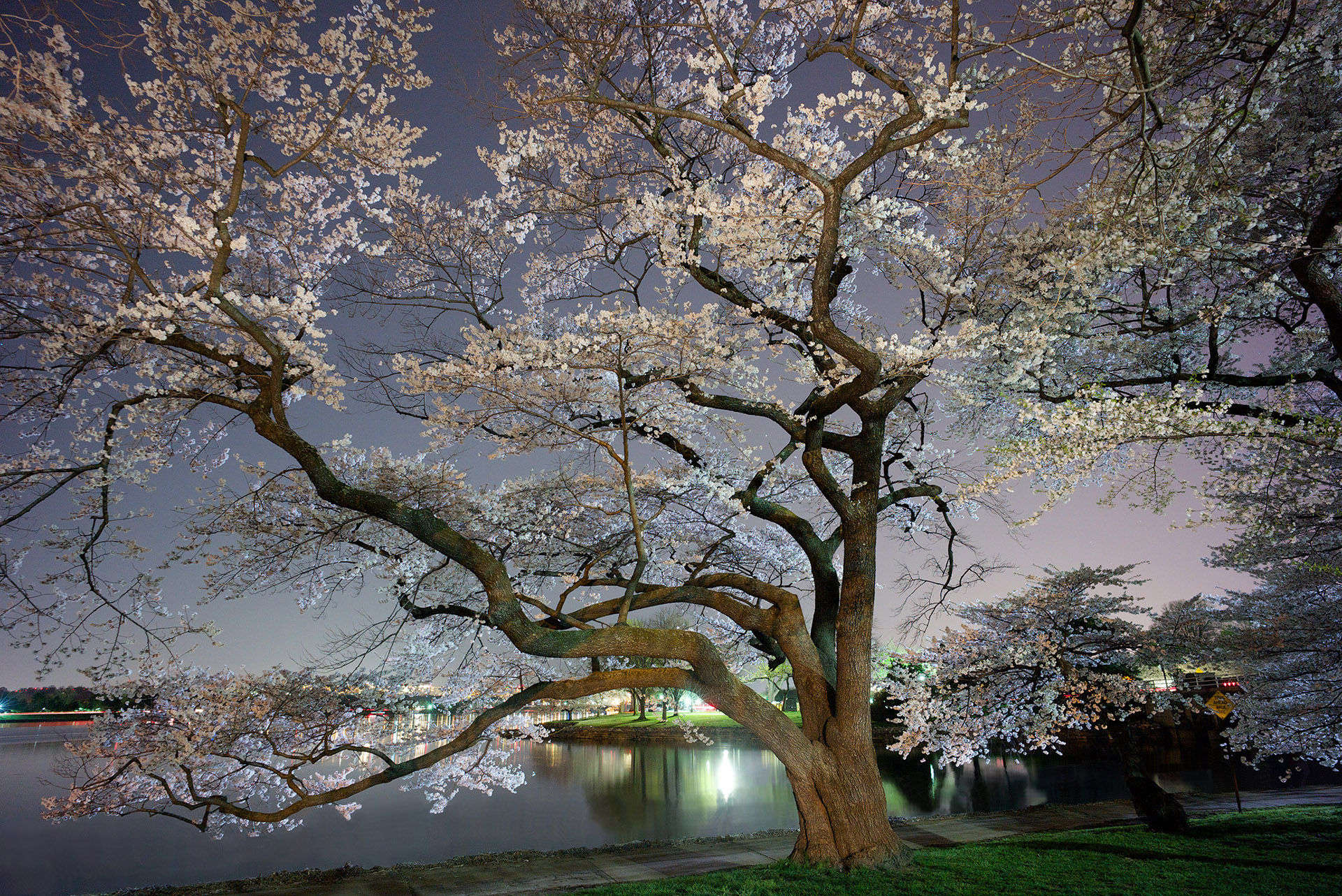 Cherry Blossoms Ohio Drive 2