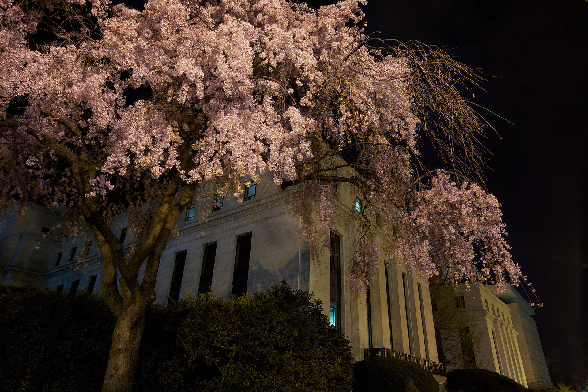 Cherry Tree, Federal Reserve Building