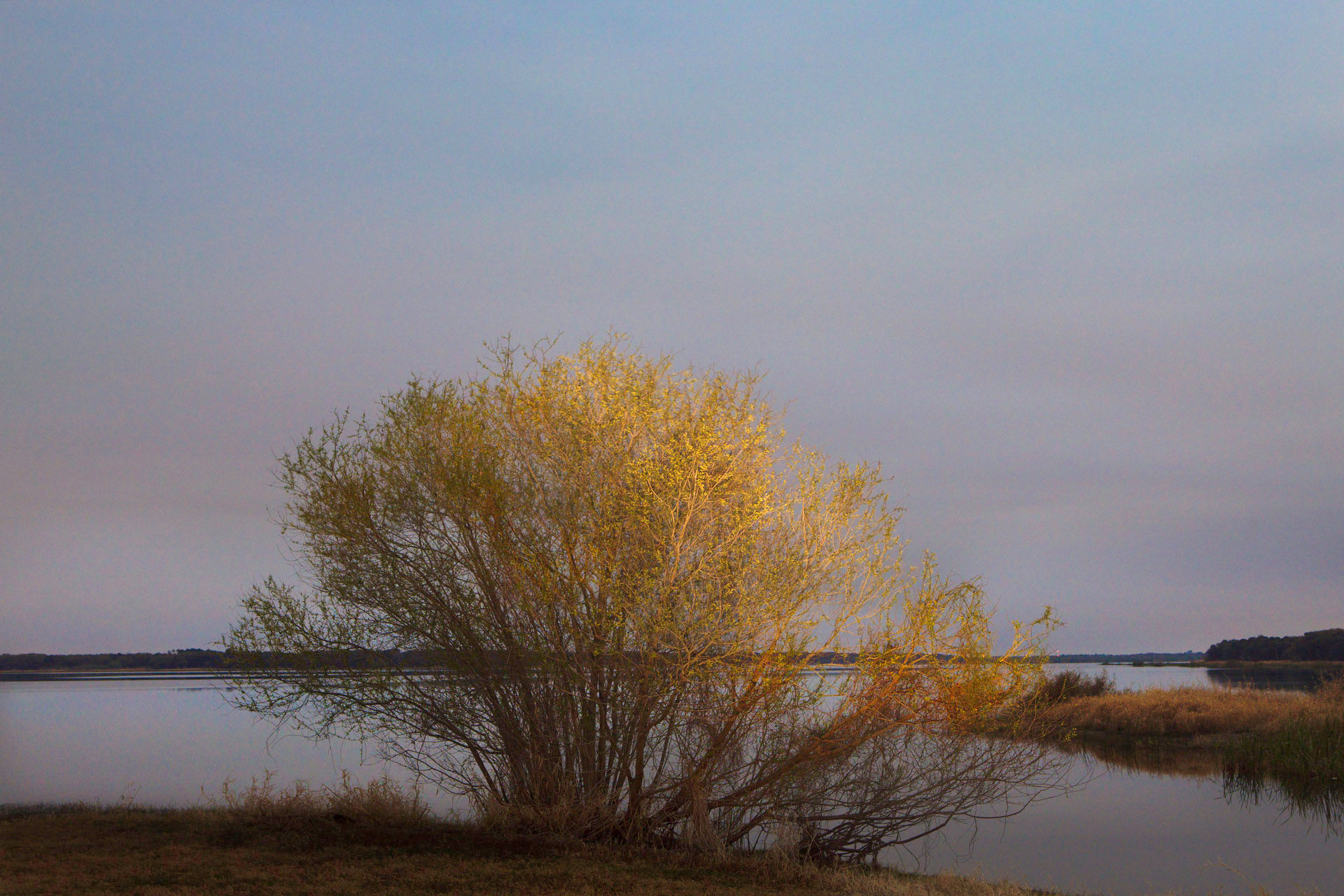 Burning Bush Myakka