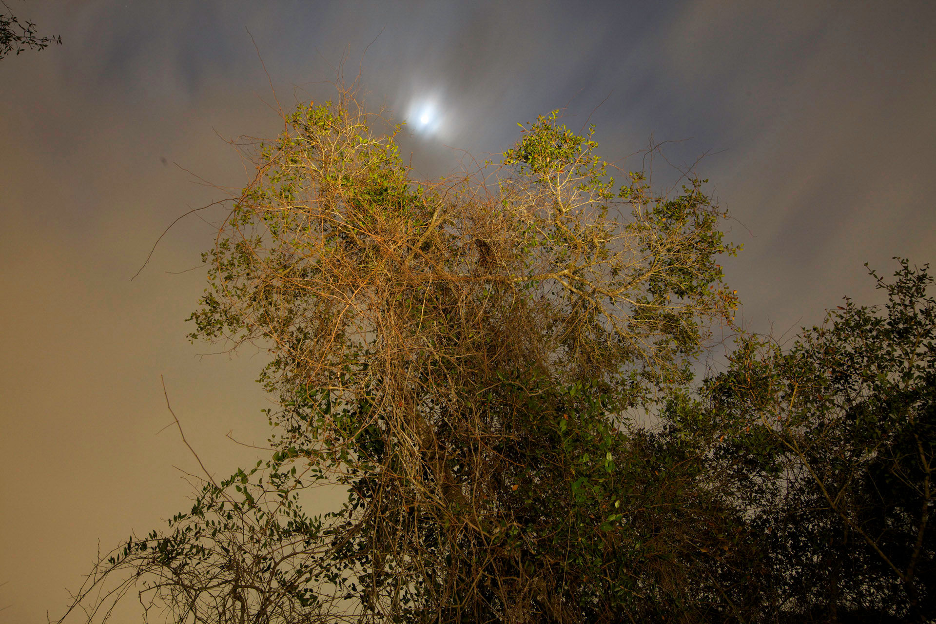 Koreshan Moon Tree