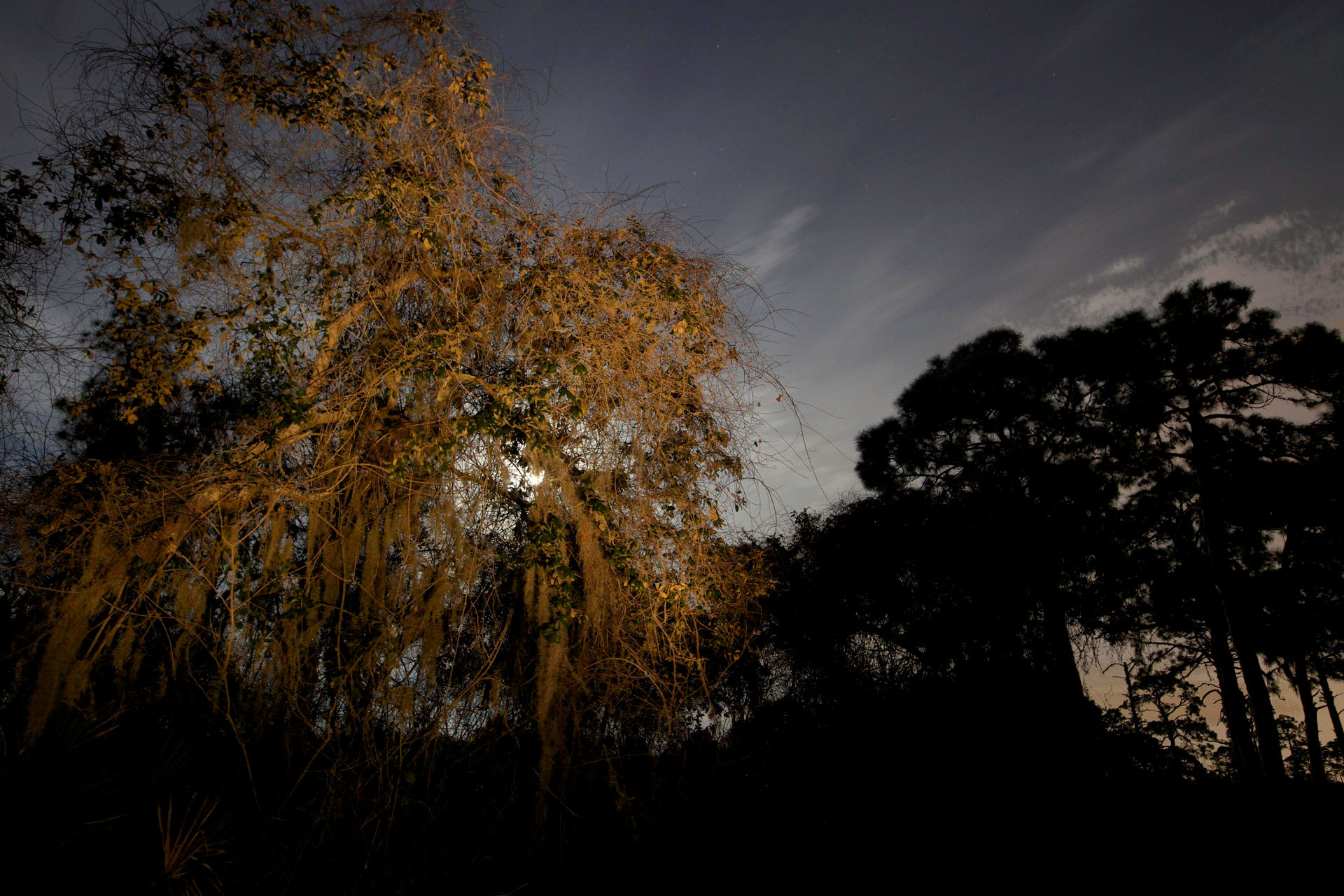 Oscar Scherer, Golden Tree