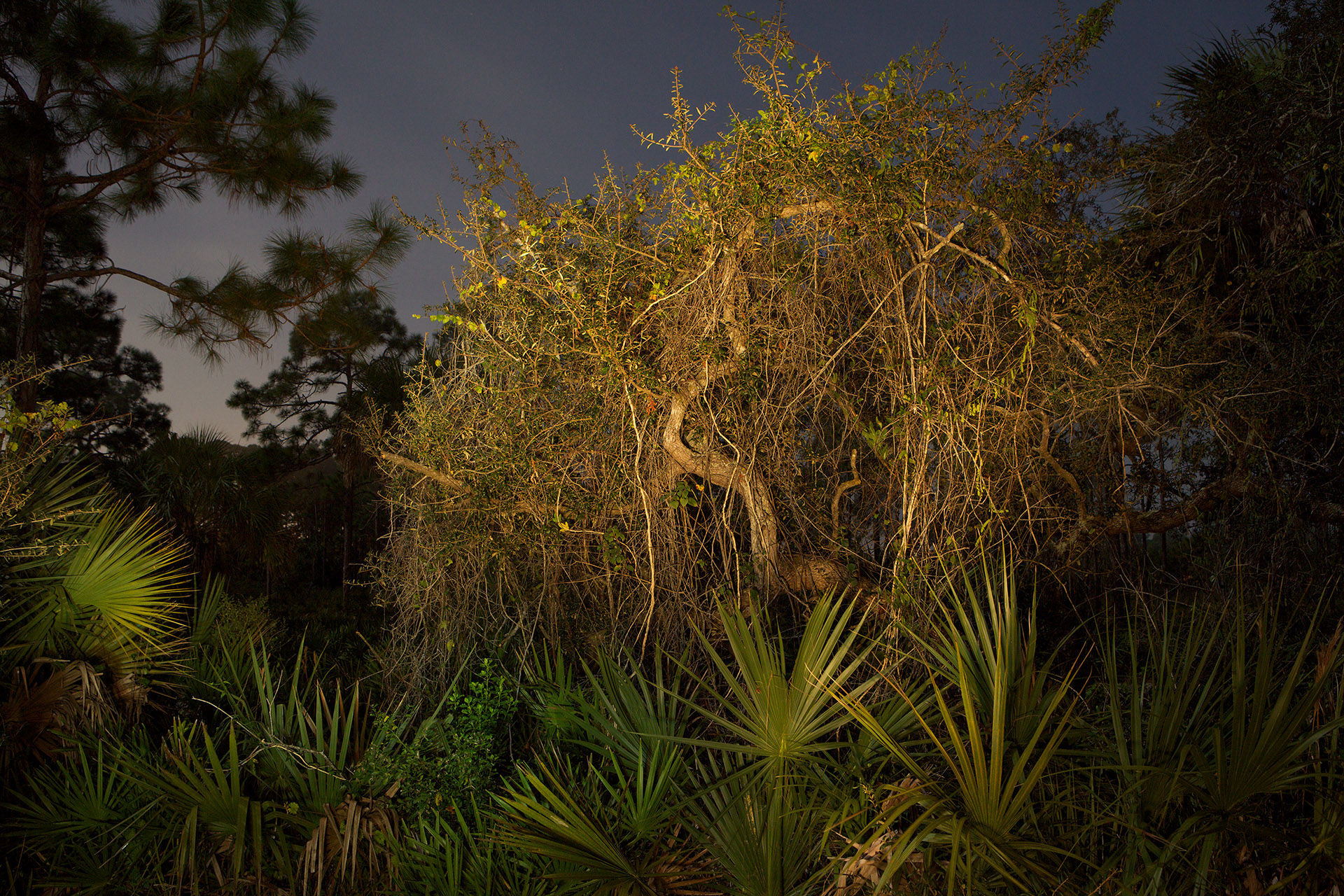 Sinuous Tree