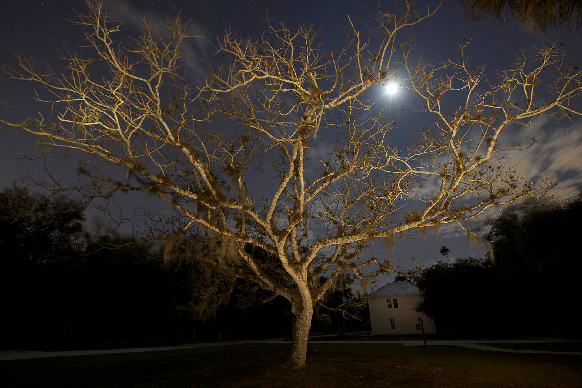 White Tree White House