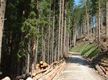 Forestry Services Business