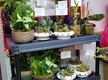 Florist