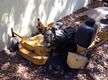 Lawn Biz Residential