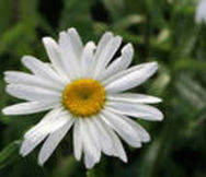 Garden Center And Landscaping Business With Real Estate In Southern Wyoming