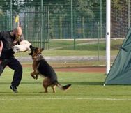Dog Training