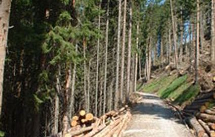 Forestry Services Business