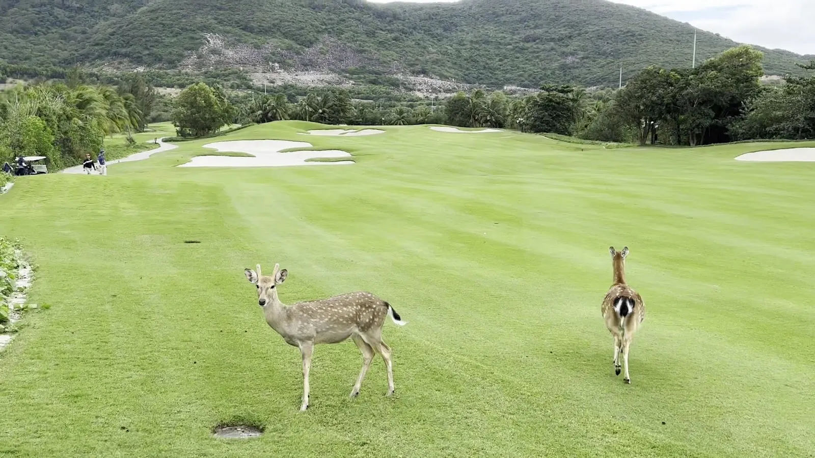 Vinpearl Golf Nha Trang — ảnh tham khảo 2