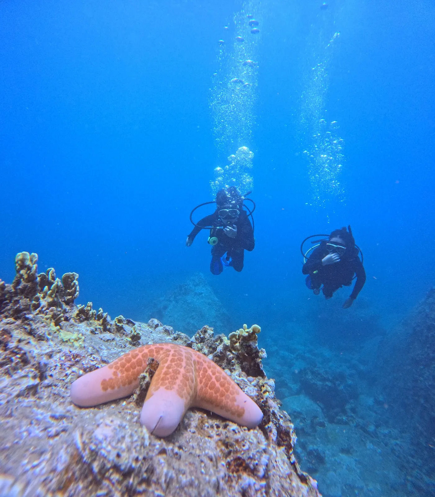 Delight Diving — ảnh tham khảo 1