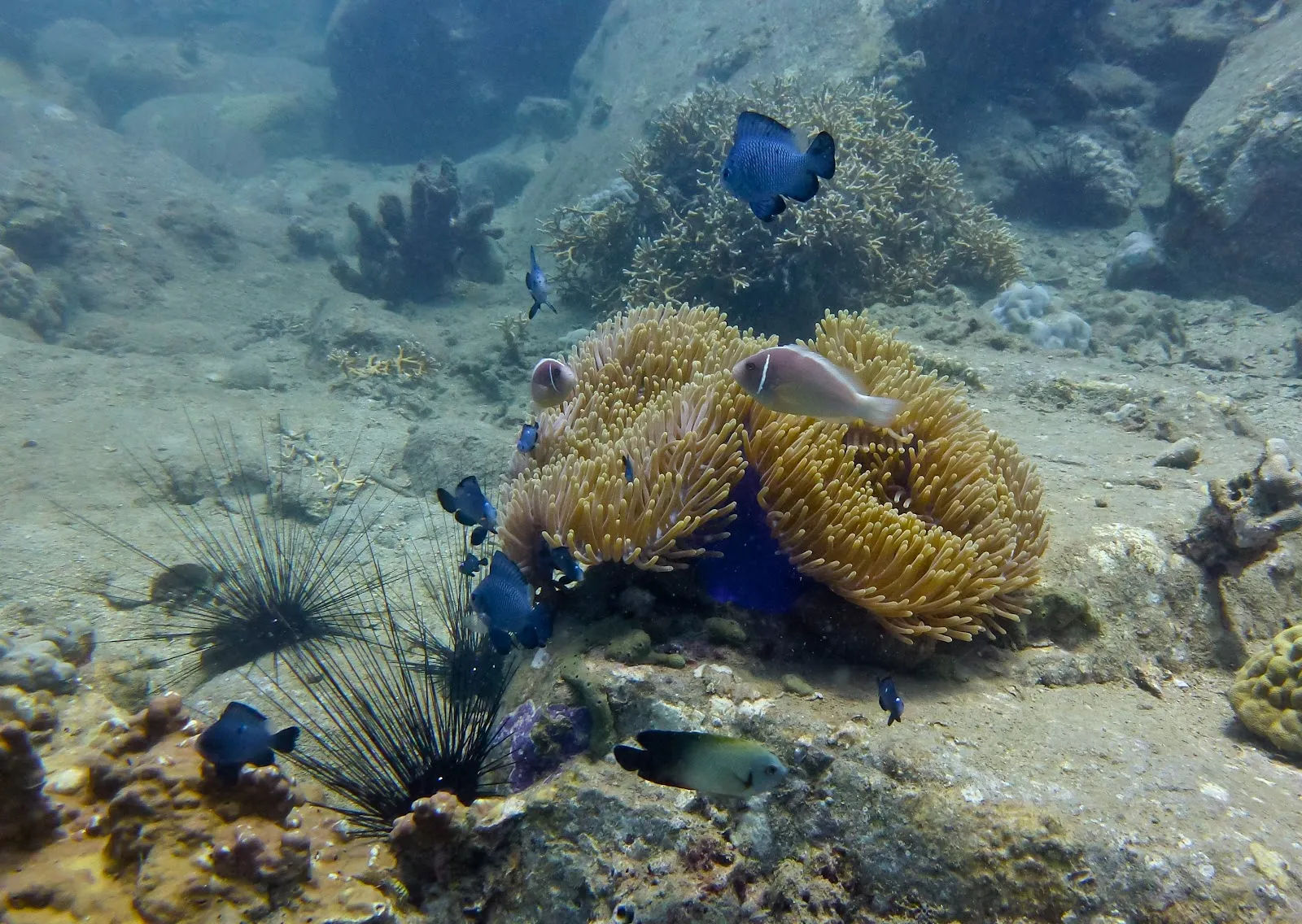 Nha Trang Fun Divers — ảnh tham khảo 1