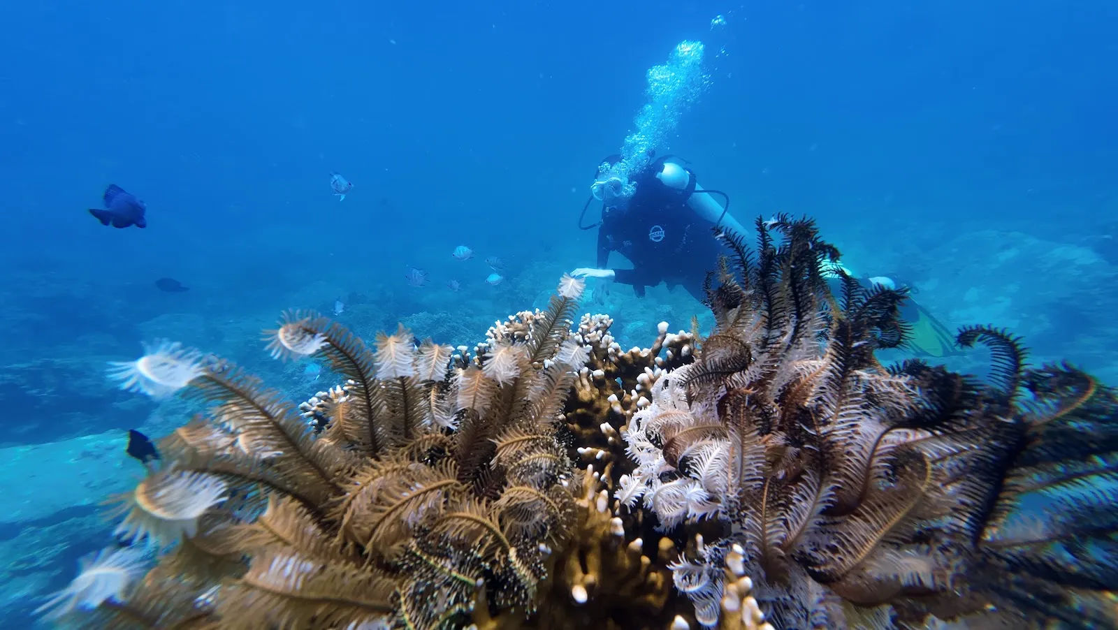 Nha Trang Diving Club — ảnh tham khảo 1