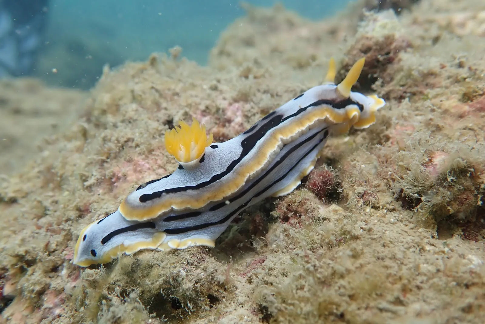 Nha Trang Diving Club — ảnh tham khảo 3