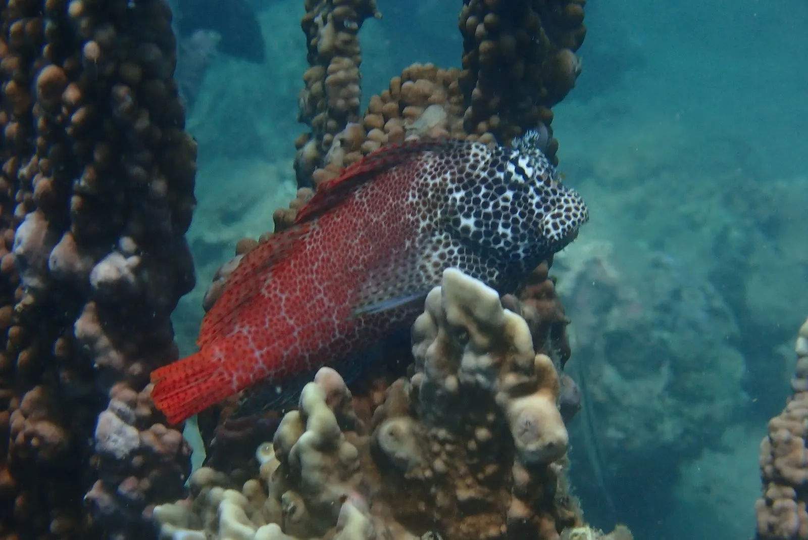Sea Star Diving Center — ảnh tham khảo 1