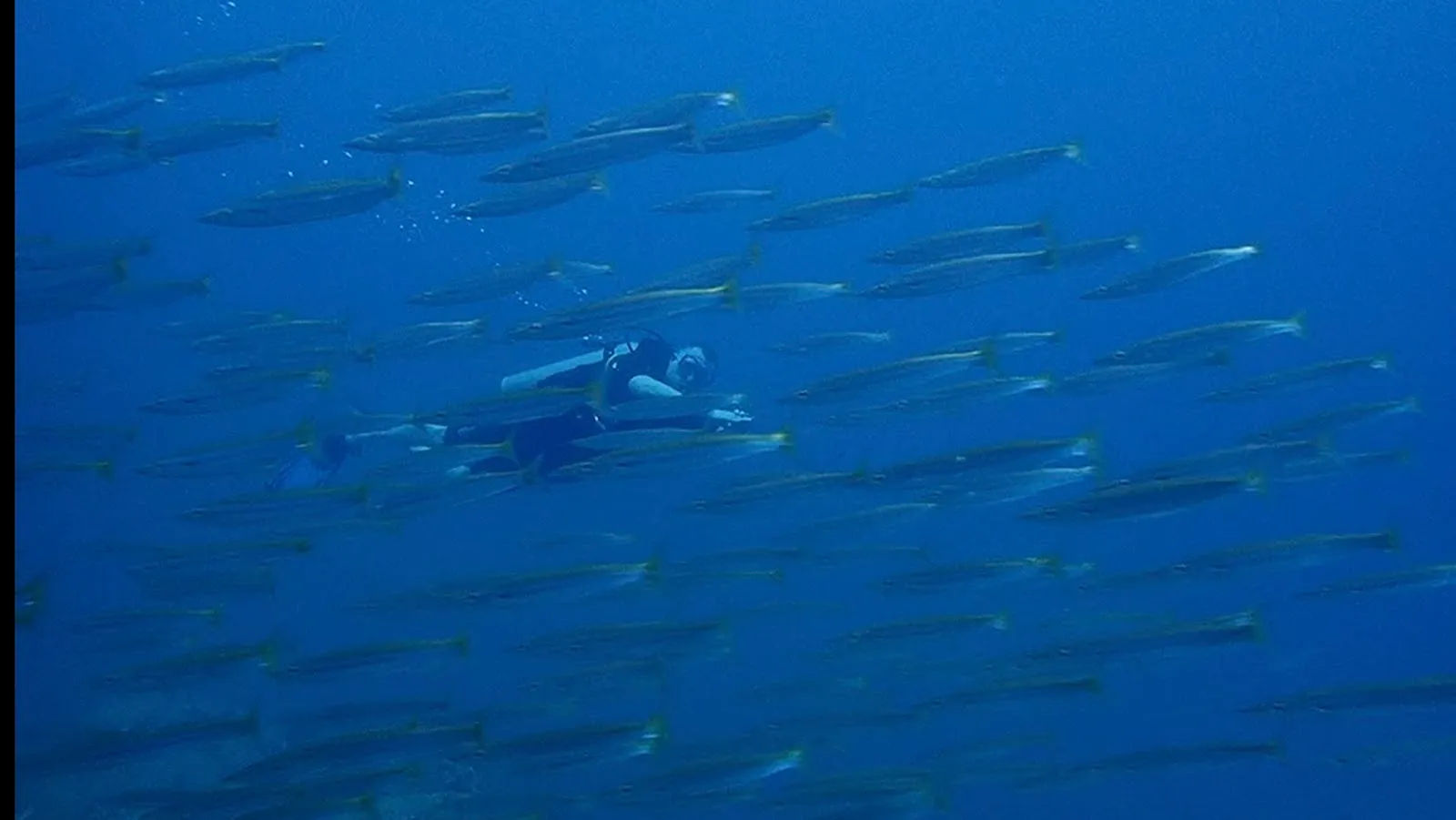 Sea Star Diving Center — ảnh tham khảo 2