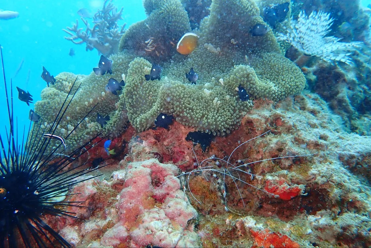 Sea Star Diving Center — ảnh tham khảo 3
