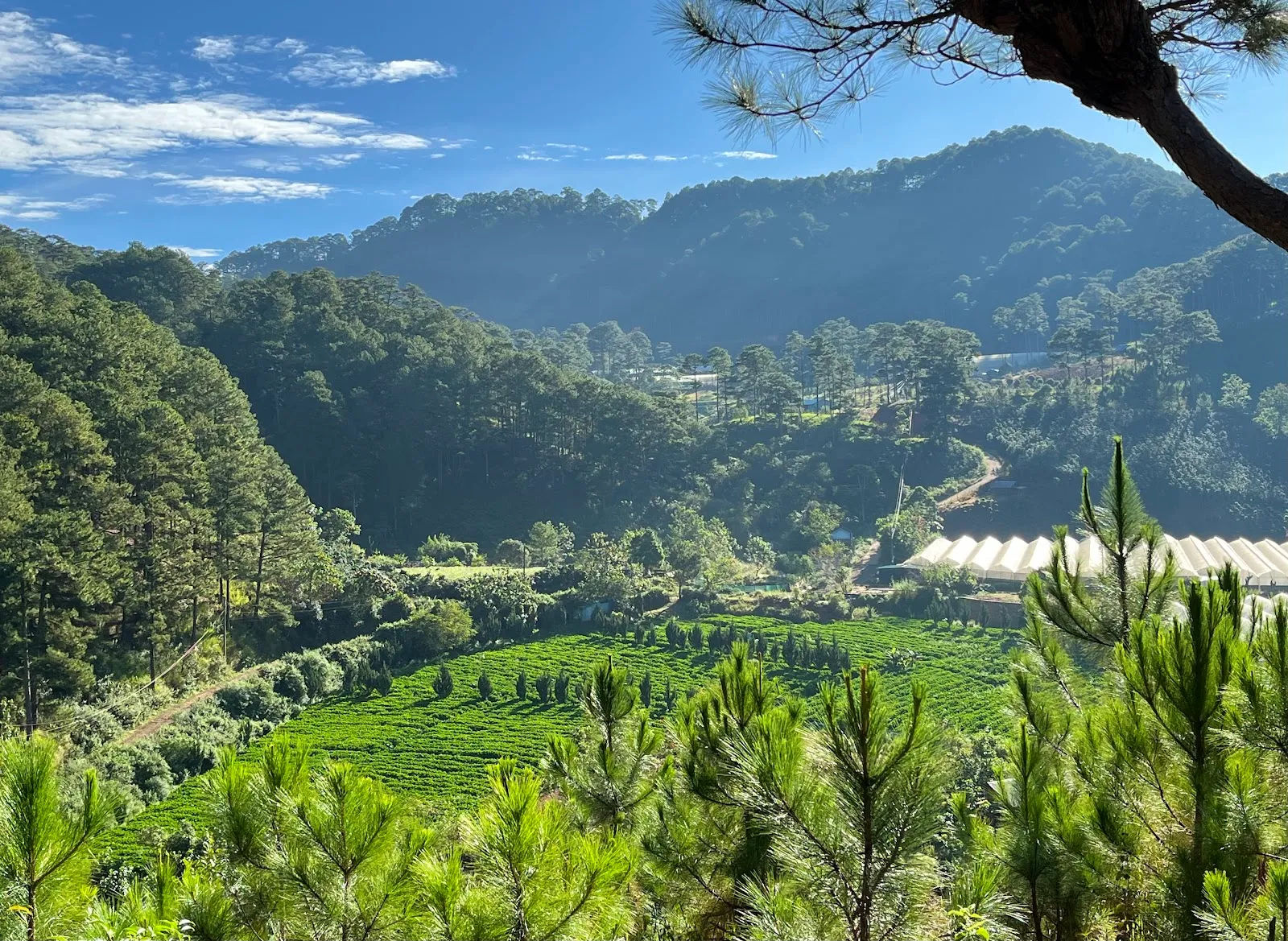 Twin Beans Farm — ảnh tham khảo 3