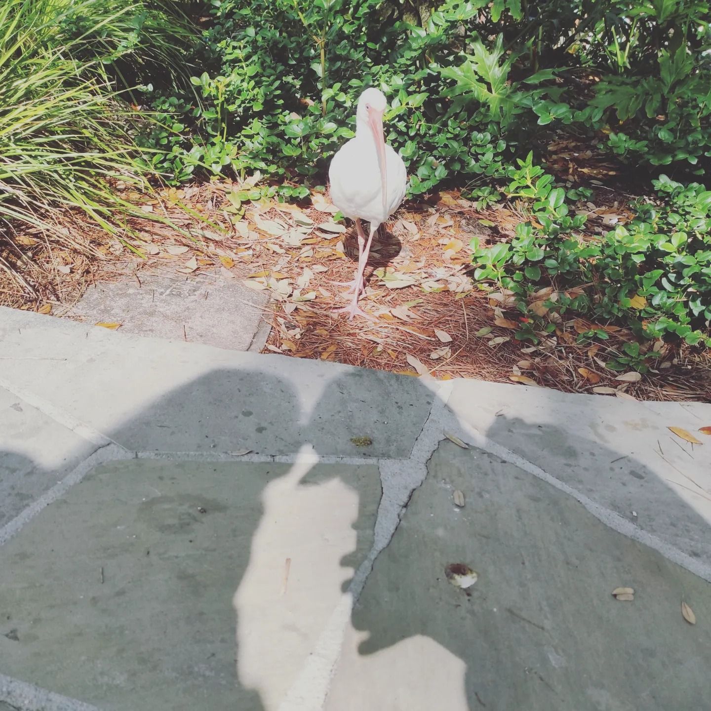 BucketPouler