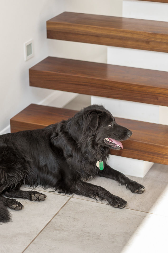 Black dog laying at bottom of floating central stringer feature staircase with walnut treads.