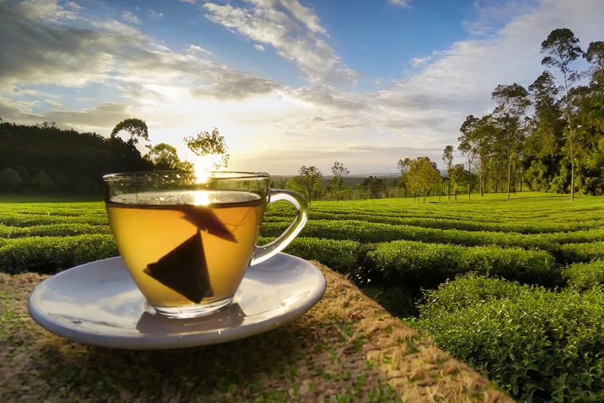 What is Assam Tea? Discover 7 Unknown Facts
