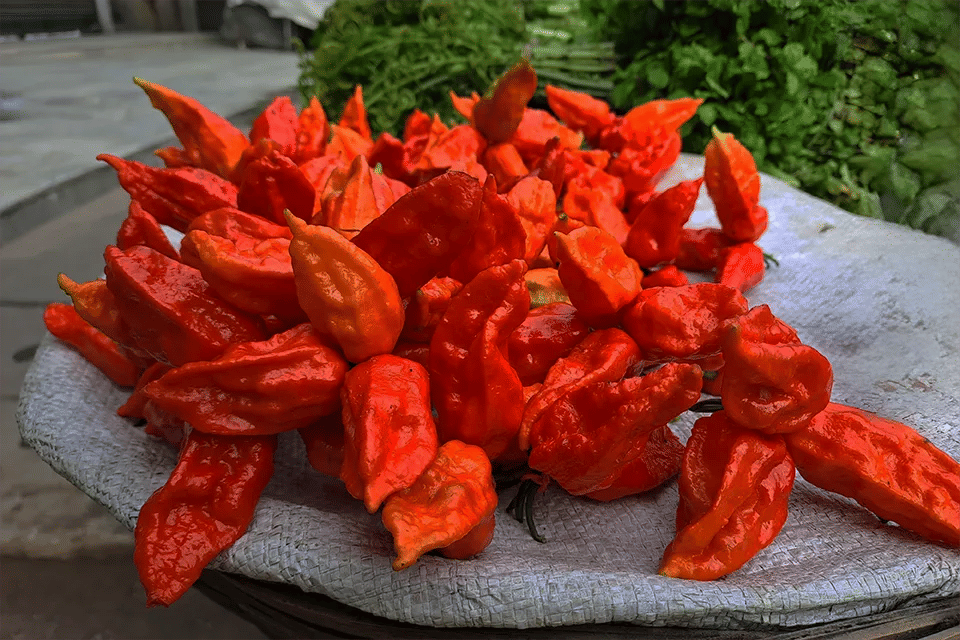 Bhut Jolokia and Assam’s Spicy Love Affair