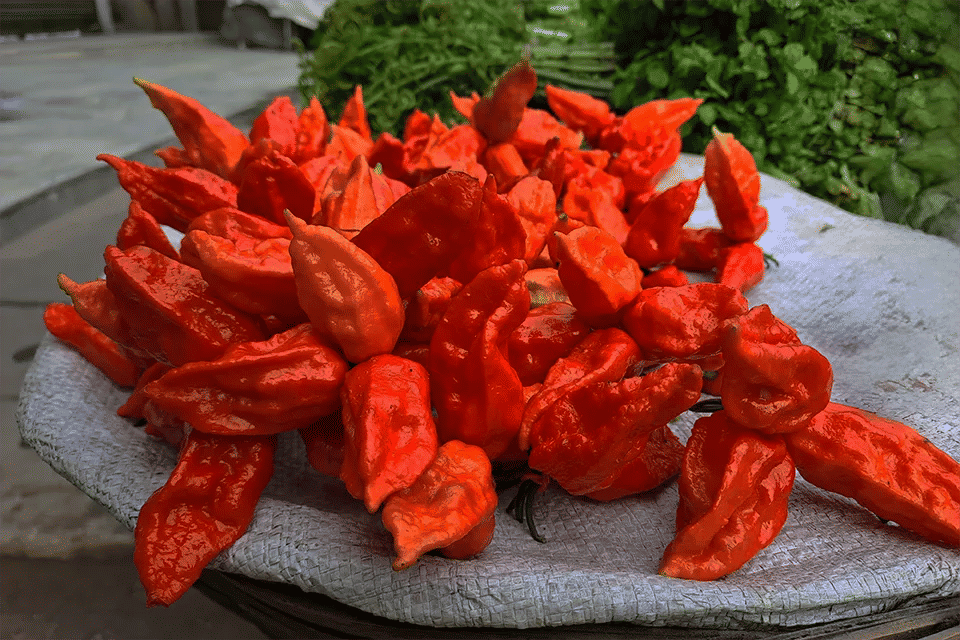Bhut Jolokia and Assam’s Spicy Love Affair