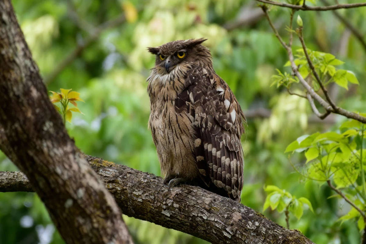 Dehing Patkai National Park