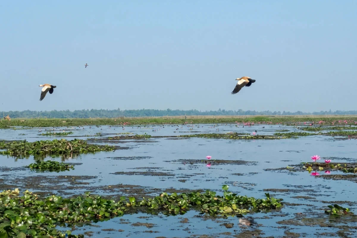 Dibru Saikhowa National Park