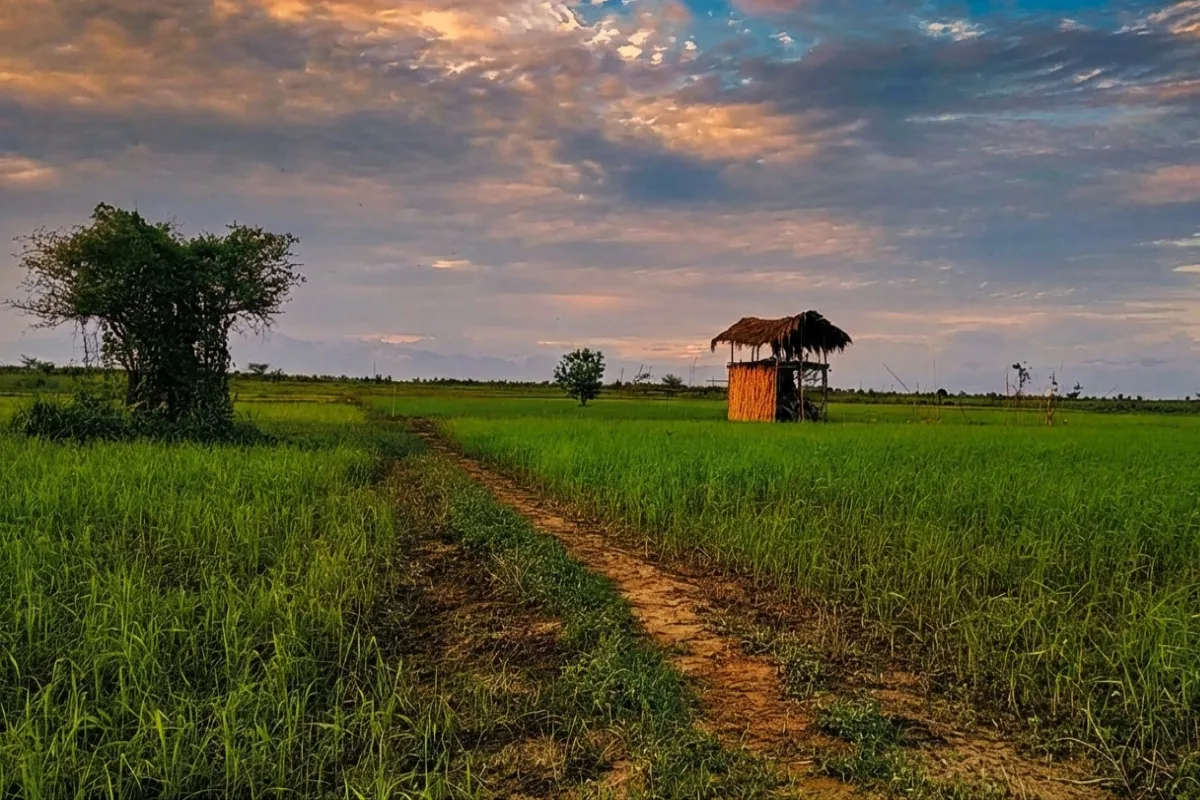 Dibru Saikhowa National Park